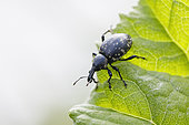 Weevil (Liparus glabrirostris) on a leaf, Oberammergau, Bavaria, Germany
