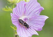 Mining bee (Halictus sp) on Musk mallow (Malva moschata), Lorraine, France