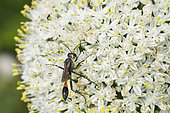 Sand digger wasp (Ammophila sabulosa) on garden garlic flower (Allium sp), Lorraine, France