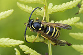 Tree wasp (Dolichovespula sylvestris) on fern, Hautes Chaumes, Hohneck, Vosges, France