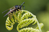Tree wasp (Dolichovespula sylvestris) on fern, Hautes Chaumes, Hohneck, Vosges, France