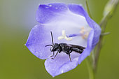 Mining bee (Lasioglossum sp) in Bellflower (Campanula sp), Hautes Chaumes, Grand Ballons, Vosges, France