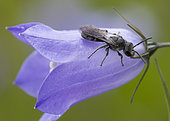 Mining bee (Lasioglossum sp) on Bellflower (Campanula sp), Hautes Chaumes, Grand Ballons, Vosges, France