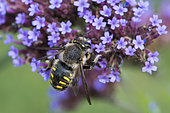Cotton Bee (Anthidium manicatum) on Purpletop vervain (Verbena bonariensis), Jardin des Plantes, Paris, France