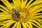 Patchwork leaf-cutter bee (Megachile centuncularis) on flower, Jardin des Palntes, Paris, France
