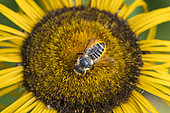 Patchwork leaf-cutter bee (Megachile centuncularis) on flower, pollen baskets under the abdomen, Jardin des Palntes, Paris, France