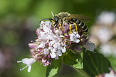 Great banded furrow-bee (Halictus scabiosae) on Sweet marjoram (Origanum majorana) flower, Lorraine, France
