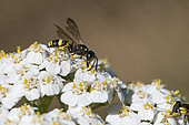 Digger wasp (Cerceris sp) on Milfoil (Achillea millefolium), Lorraine, France