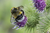 White-tailed Bumblebee (Bombus lucorum) on Burdock flower (Arctium sp), Lorraine, France