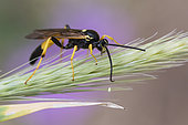 Parasitic hymenoptera (Ichneumonidae sp) on ear, Lorraine, France
