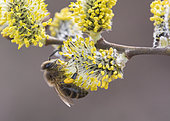 Honey bee (Apis mellifera) on male Willow catkin (Salix sp), Lorraine, France