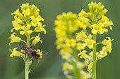 Cuckoo Bee (Nomada flava) on flower, Lorraine, France