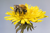 Brown Bumblebee (Bombus pascuorum) on Dandelion flower (Taraxacum sp), Lorraine, France