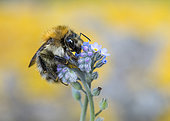 Brown Bumblebee (Bombus pascuorum) on forget-me-not flower, Lorraine, France