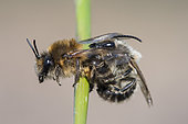 Spring Mining Bee (Colletes cunicularius) mating on a stem, Lorraine, France