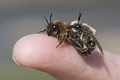 Spring Mining Bee (Colletes cunicularius) mating on human finger, Lorraine, France