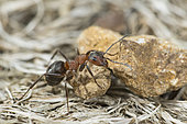 European Red Wood Ant (Formica polyctena) with pebble stone, Lorraine, France
