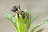 European Red Wood Ant (Formica polyctena) on a leaf, Lorraine, France