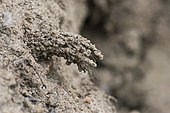 Parasitoid wasp burrow: Spiny Mason Wasp (Odynerus spinipes), Lorraine, France