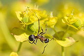 European Red Wood Ant (Formica polyctena) on spurge flower, Lorraine, France