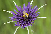 Mining bee (Halictus sp) covered with pollen on Salsify flower (Tragopogon sp), botanical garden Jean-Marie Pelt, Nancy, Lorraine, France