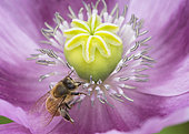 Honey bee (Apis mellifera) in a flower of Opium Poppy (Papaver somniferum), Jean-Marie Pelt Botanical Garden, Nancy, Lorraine, France