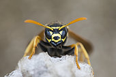 European paper wasp (Polistes dominula) on its nest, Lorraine, France
