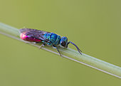 Common ruby-tailed wasp (Chrysis ignita) on a stem, Lorraine, France