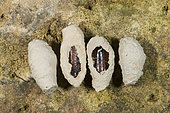 Mud Dauber Wasp (Sceliphron sp) chrysalis in their earthen pot, Vosges, Franc