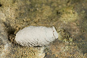 Mud Dauber Wasp (Sceliphron sp) chrysalis in its earthen pot, Vosges, Franc