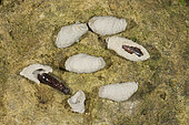 Mud Dauber Wasp (Sceliphron sp) chrysalis in their earthen pot, Vosges, Franc