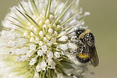 Buff-tailed bumblebee (Bombus terrestris) covered with pollen on cut-leaved teasel flowers (Dipsacus laciniatus), Jardin des plantes, Paris, France