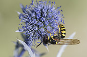 European beewolf (Philanthus triangulum) on Blue Thistle: Plains eryngo (Eryngium planum), Jardin des Plantes, Paris, France