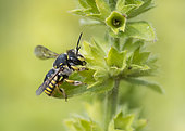 Cotton Bee (Anthidium manicatum) on Perennial Yellow-woundwort (Stachys recta), Jardin des Plantes, Paris, France