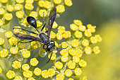Grass-carrying Wasp (Isodontia mexicana) on Shrubby Hare's Ear (Bupleurum fruticosum) flowers, Jardin des Plantes, Paris, France