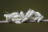 Chalcid wasp cocoons: caterpillar parasites, biological control of caterpillars, Lorraine, France