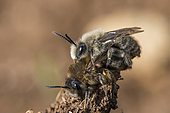Spring Mining Bee (Colletes cunicularius) mating, Lorraine, France