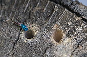 Common ruby-tailed wasp (Chrysis ignita) visiting an Osmia hole in an insect hotel, Lorraine, France, Lorraine, France