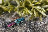 Common ruby-tailed wasp (Chrysis ignita) on ground, Lorraine, France