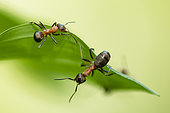 European Red Wood Ants (Formica polyctena) on a leaf, Lorraine, France