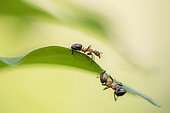 European Red Wood Ants (Formica polyctena) on a leaf, Lorraine, France