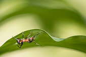 European Red Wood Ant (Formica polyctena) on a leaf, Lorraine, France
