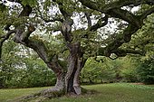 English oak (Quercus robur) Thousand-year-old oak, Oberthulba, Bavarian Rhön, Bavaria, Germany, Europe