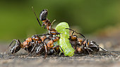 European Red Wood Ant (Formica polyctena) hunting a green caterpillar, Lorraine, France
