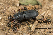 European Red Wood Ant (Formica polyctena) attacking a Lesser stag beetle (Dorcus parallelipipedus), Lorraine, France