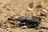 European Red Wood Ant (Formica polyctena) attacking a Lesser stag beetle (Dorcus parallelipipedus), Lorraine, France
