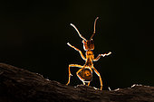 European Red Wood Ant (Formica polyctena) in backlight, Lorraine, France