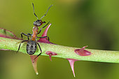 European Red Wood Ant (Formica polyctena) worker on a stem, Lorraine, France