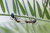 European Red Wood Ant (Formica polyctena) on a stem, Lorraine, France