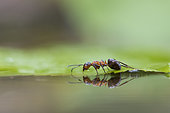 European Red Wood Ant (Formica polyctena) drinking and his reflection, Lorraine, France